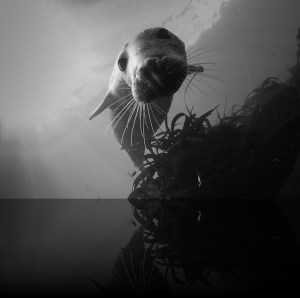 Diving seal, Farne Islands, photo by Farne Island Divers