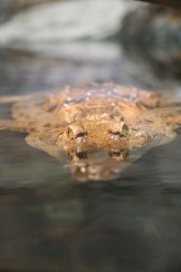 Australian freshwater crocodile