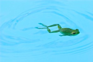 Frog swimming????????????????????????????????