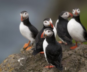Puffins